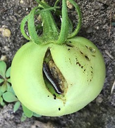 green tomato with tomato fruitworm